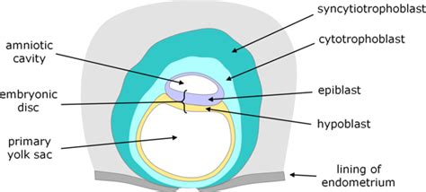 Embryonic Disc