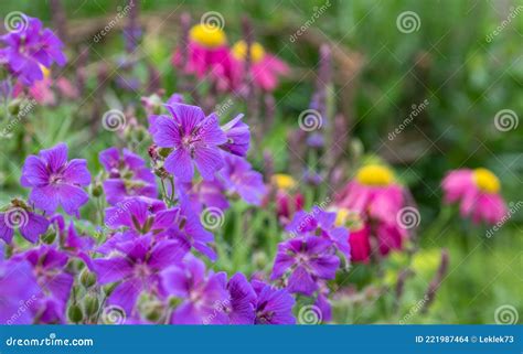 Purple Hardy Cranesbill Wild Geranium By Name Of Geranium X Magnificum