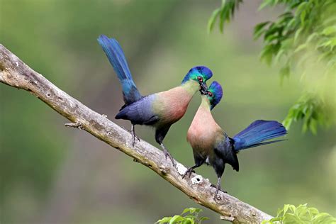 Bird Photographer Of The Year Winners