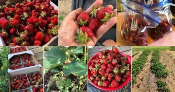 20 Top Strawberry Harvesting Tips – Strawberry Plants