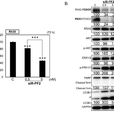 A B Effects Of PAX3FOXO1 Knockdown On Cell Growth A And Protein