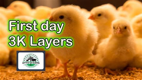 Unveiling Our 3000 Layer Chicks At Ottos Farms Youtube