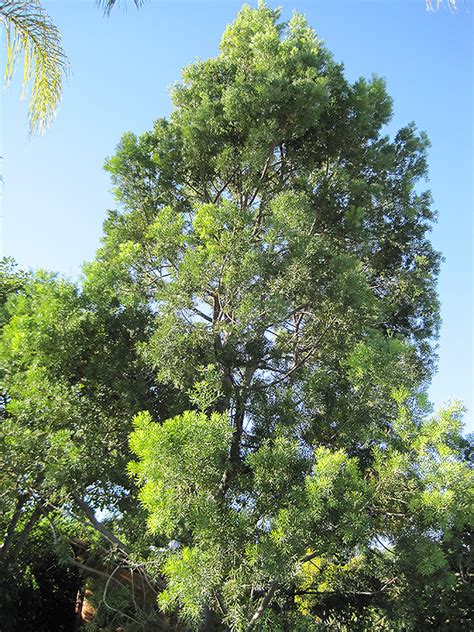 Weeping Podocarpus Afrocarpus Gracilior In New Smyrna Beach Florida