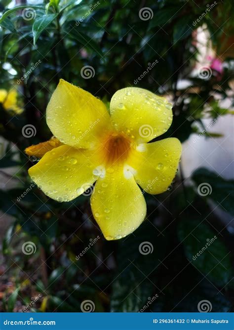 Beautiful And Fresh Yellow Plumeria Rubra Flowers Isolated With Morning