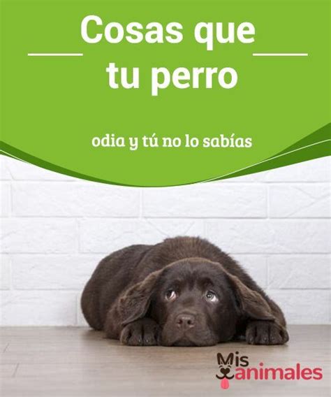 Cosas que tu perro odia y tú no lo sabías Perros Adiestramiento