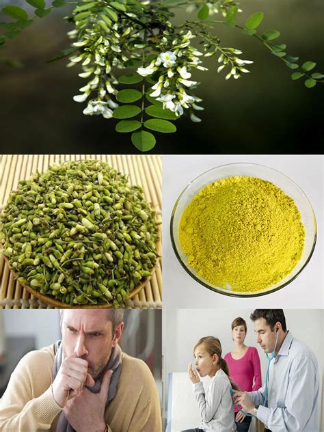 Healthcare Supplement Sophora Japonica Extract Quercetin Powder