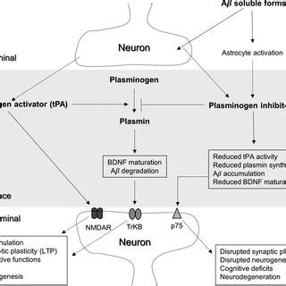 Relationship Between Plasminogen Activation System And BDNF At The