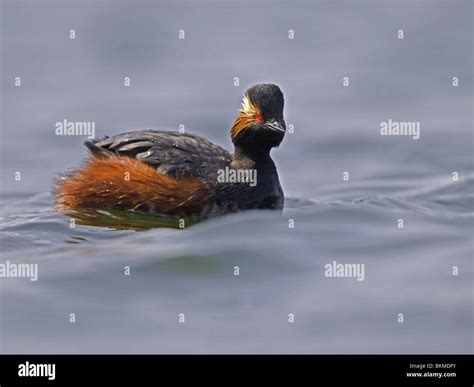 Black Necked Grebe Swimming Hi Res Stock Photography And Images Alamy