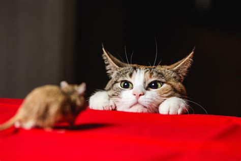 Why Do Cats Play With Their Prey All About Cats