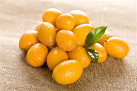Kumquat stock image. Image of food, kumquat, isolated - 17733929