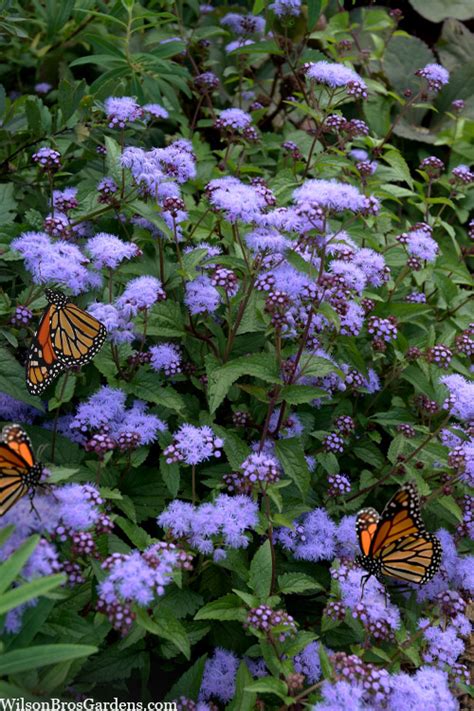 Buy Hardy Ageratum Blue Mistflower Free Shipping Wilson Bros