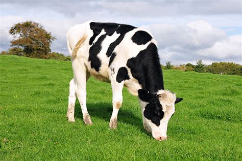 29200 Cow Eating Grass Stock Photos Pictures And Royalty Free Images