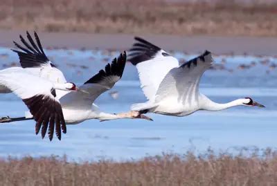 Whooping Crane Facts | Anatomy, Diet, Habitat, Behavior - Animals Time