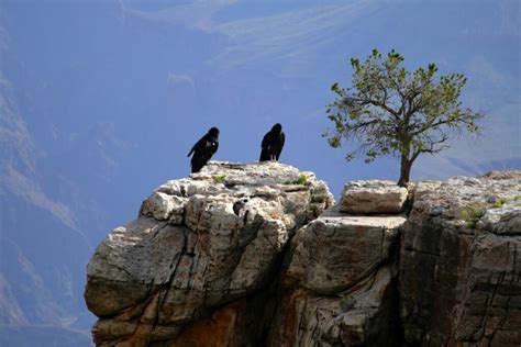 5 Best National Parks To See California Condors Plus Tips For Spotting