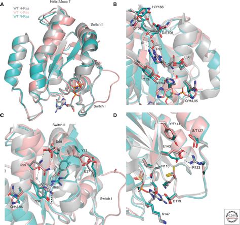 The K Ras N Ras And H Ras Isoforms Unique Conformational Preferences