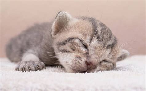 Newborn Kittens - A Complete Guide To Their Care And Development