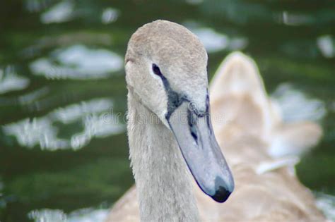 Mute Swan Cygnus Olor Juvenile Closeup Stock Image Image Of Flight