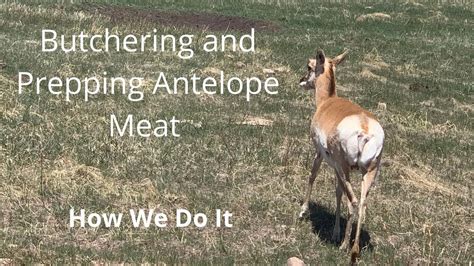 Butchering And Prepping Antelope Meat How We Do It Yogihollowfarm