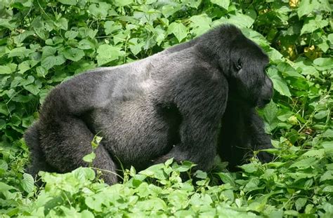 Days Kenya Mountain Gorillas Uganda Acacia Safaris