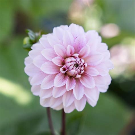 Buy Decorative Dahlia Dahlia Strawberry Cream Delivery By Waitrose