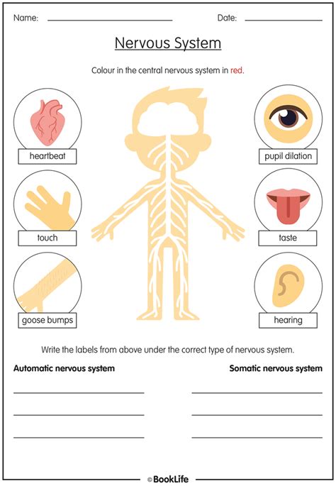 Free Nervous System Activity Sheet Booklife