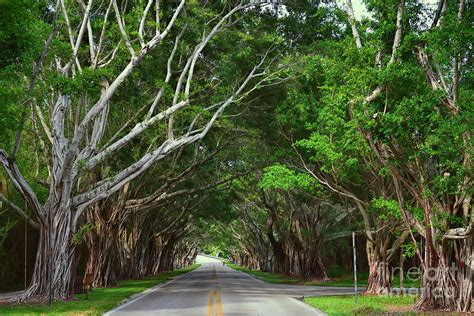 Bridge Road Hobe Sound Florida Photograph By Olga Hamilton