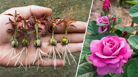 The method of growing red roses from buds the whole world does not know ...