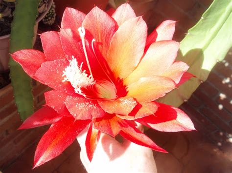 Cactus Orqu Dea Descubre La Belleza De Los Epiphyllum Ackermannii