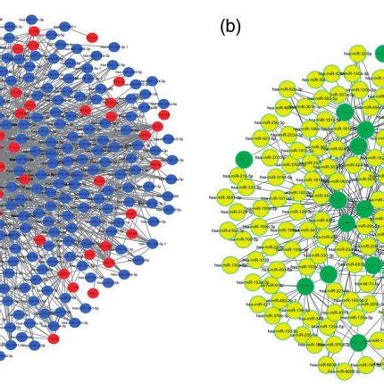 Regulatory Network Of Differentially Expressed Genes DEGs And Their