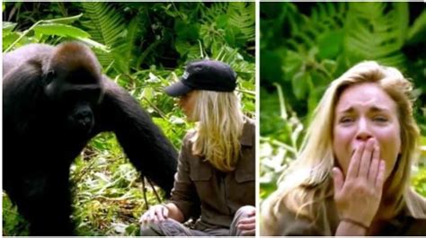 Un Mari Pr Sente Sa Femme Au Gorille Quil A Lev Mais Rien Ne Se