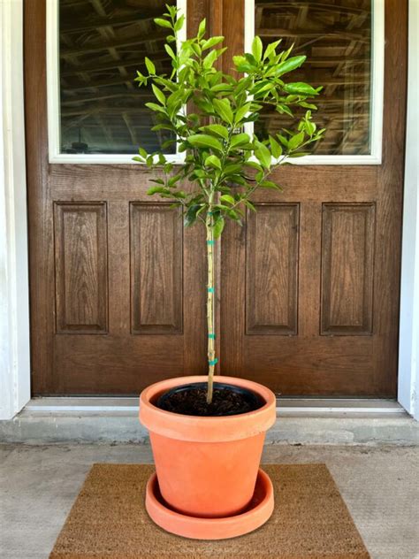 Summerfield Navel Orange Tree