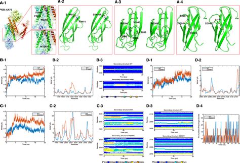 Molecular Modelling Analysis Of 4 Missense Variants In The PKD1 Gene