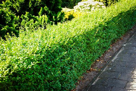 California Privet For Sale The Tree Center™