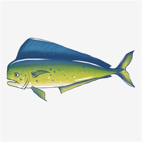 Dolphin Fish Clipart Transparent Background Hand Drawn Mahi Dorado