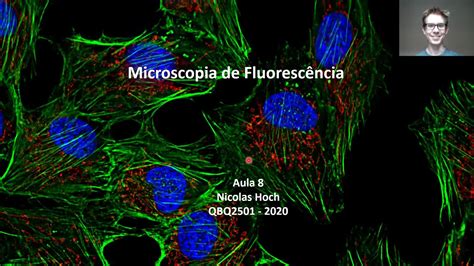 Imunofluoresc Ncia Direta E Indireta Revoeduca