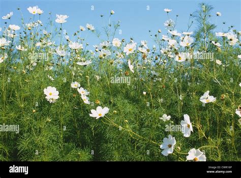 Cosmos Bipinnatus Sonata White Cosmos Stock Photo Alamy