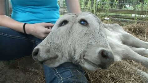 Florida Farmer Shocked To See Two Faced Calf Born On Farm