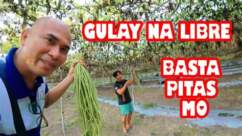 Bakit Dinudumog At Pinagkakaguluhan Ang Mga Gulay Ni Kuya Apol Prank