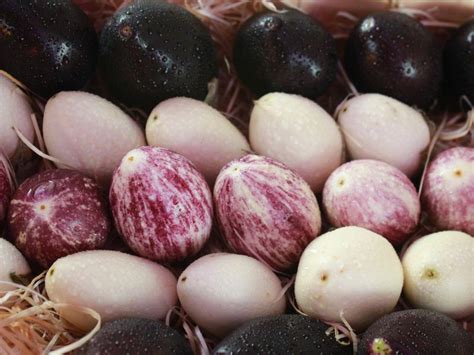 Culture de l aubergine tout savoir pour réussir Le potager permacole