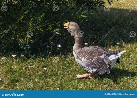 Toulouse Goose Stock Photo Image Of Green Wing Cute 43644520