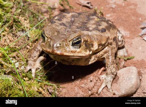 Cane Toad Bufo Marinus Also Known As Giant Neotropical Toad Or Marine