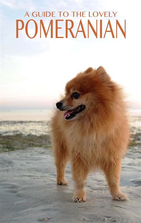 The Pomeranian - The Happy Puppy Site