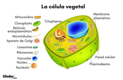 Célula vegetal qué es características partes funciones ejemplos