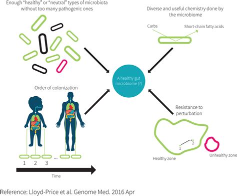 Gut Microbiota Composition