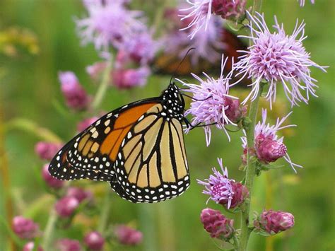 Monarch Nectar Plants For South Dakota