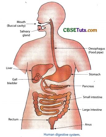 Human Digestive System Description Parts And Functions CBSE Tuts