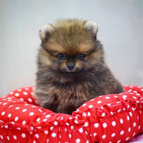 Teddy Bear Pomeranian Puppies For Sale Near Me - Pudding to come