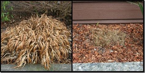 Stop Don T Prune That Grass How To Prune Ornamental Grasses Right