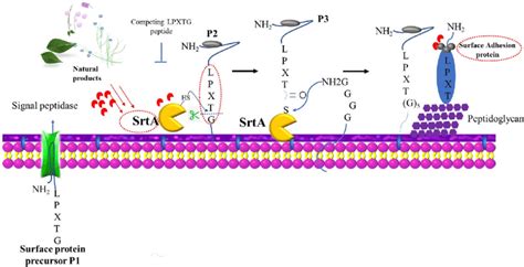 Mechanism Of Surface Protein Anchoring To The Cell Wall Mediated By