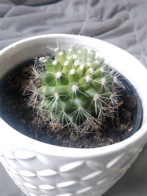 Cactus ID : r/cactus